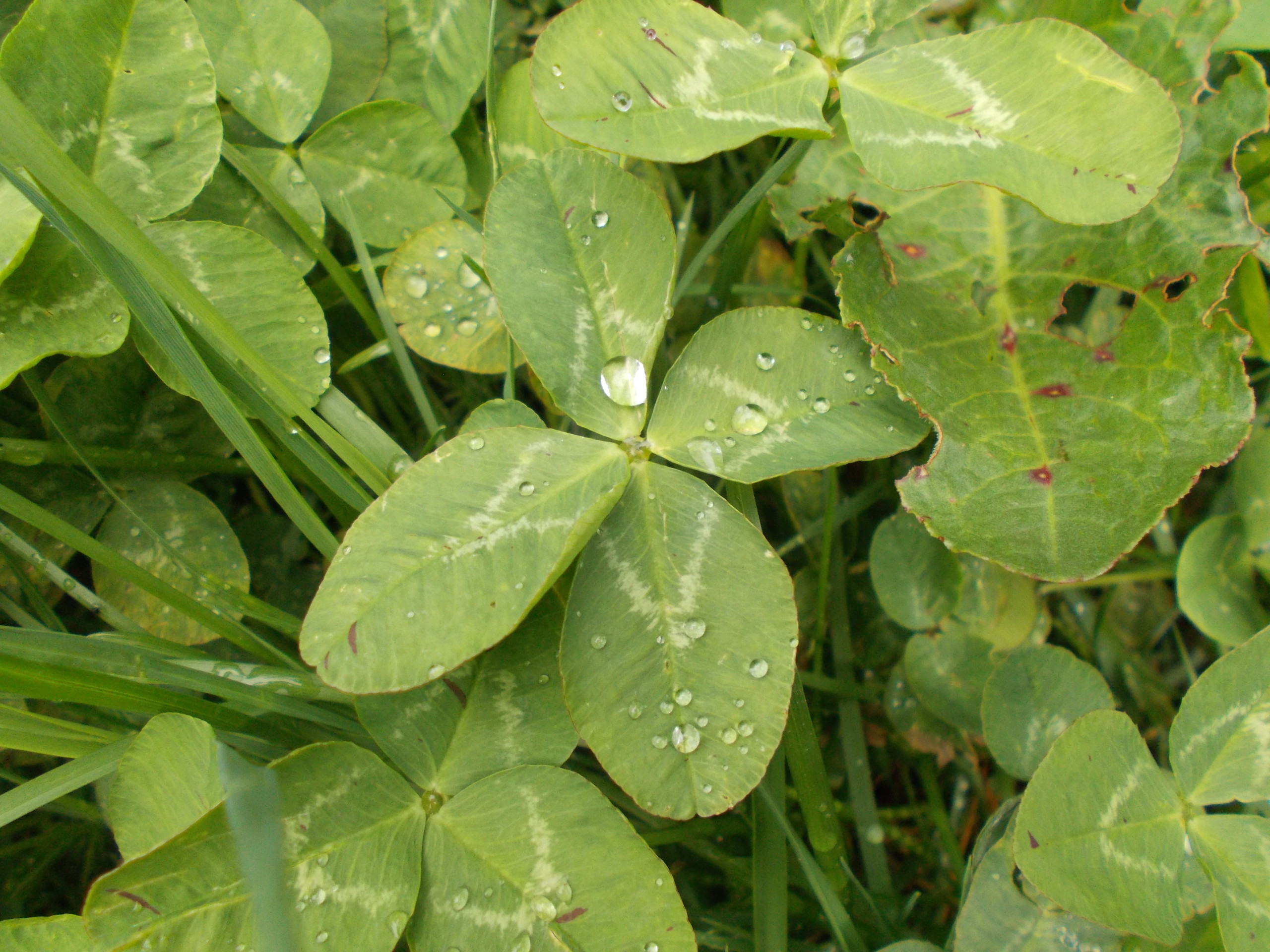 五つ葉のクローバーを見つけました 水輪